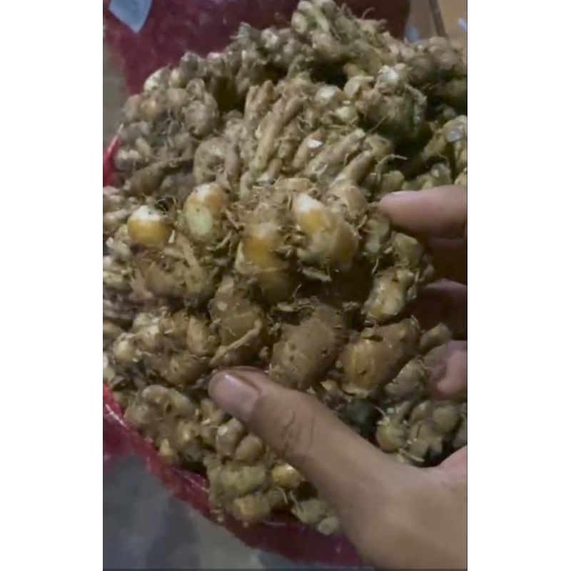 

kencur fresh kencur superan besar 1kg