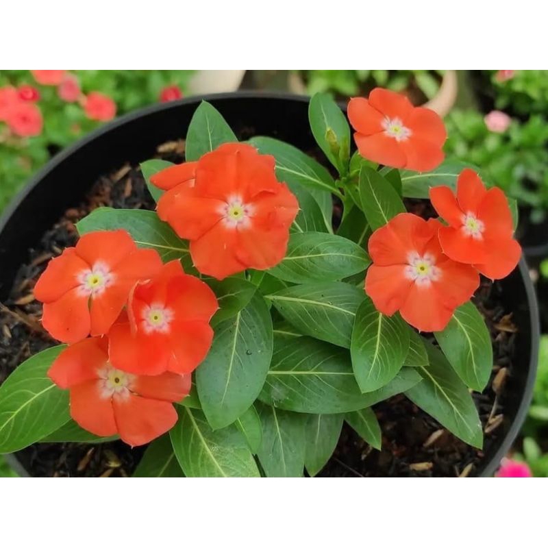 Plant/tanaman-bunga-(bukan biji) VINCA Periwinkle(Tapak dara) ORANGE MANDARIN IMPORT rimbun