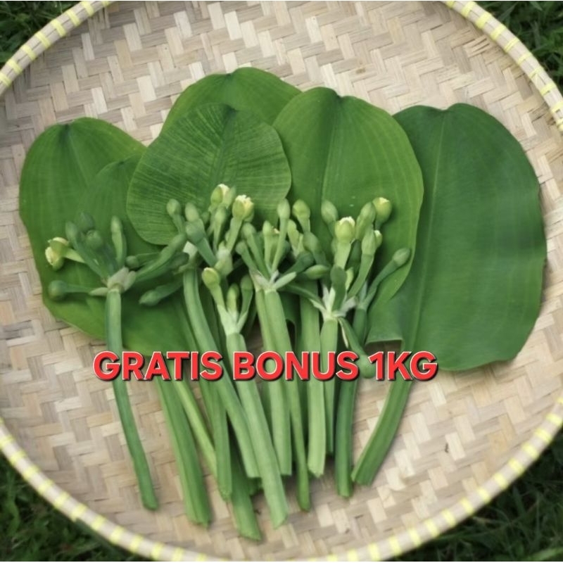 

GENJER PER IKAT | GRATIS BONUS
