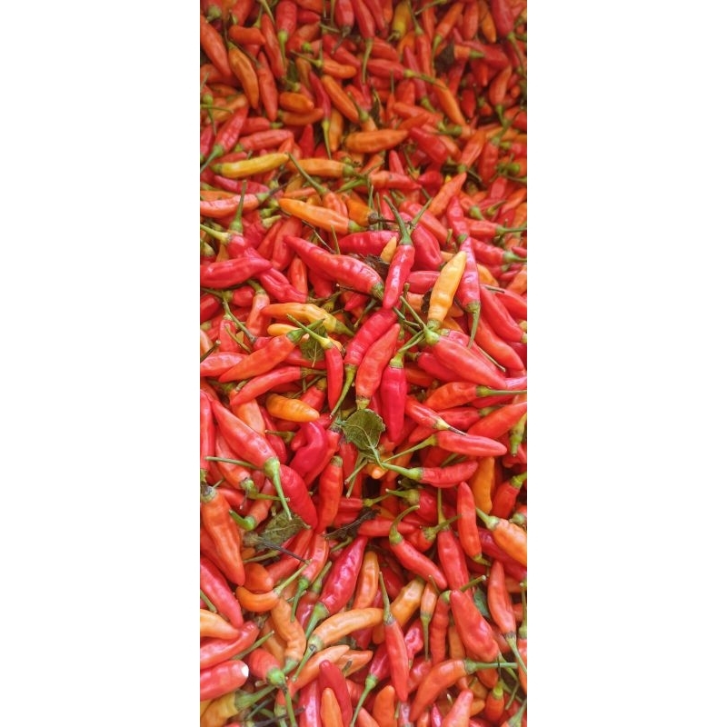 

Cabe rawit 500 gram fresh