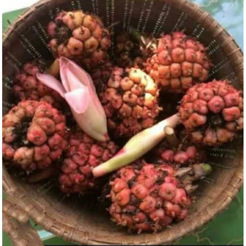 

New Promo Asam Cikala paket 10kg/buah honje /buah kecombrang kincung segar COD