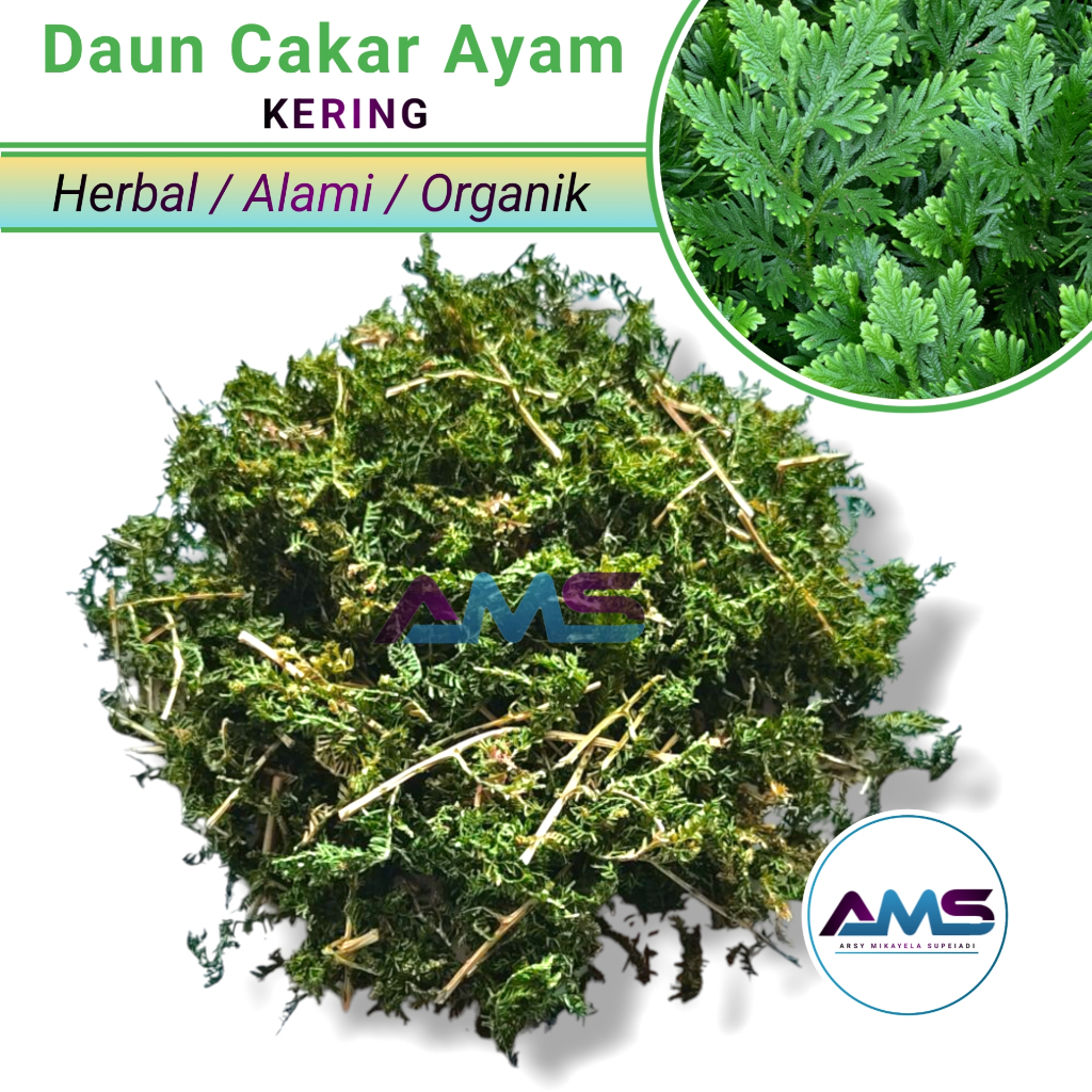 

Daun Cakar Ayam Kering 500 GRAM Rane