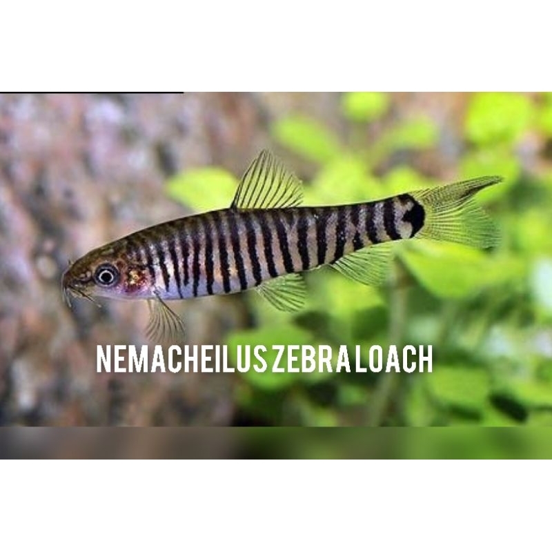 Nemacheilus Zebra Loach - Paket Ikan hias aquarium Aquascape - ikan hias air tawar - hiasan Aquarium