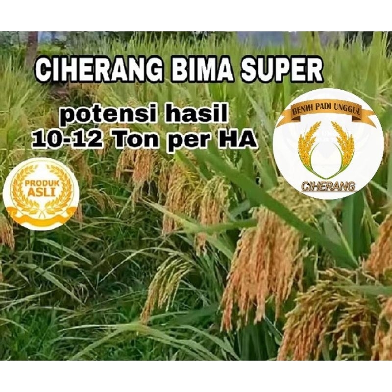 BENIH PADI UNGGUL CIHERANG BIMA KUALITAS SUPER KEMASAN 1 KG