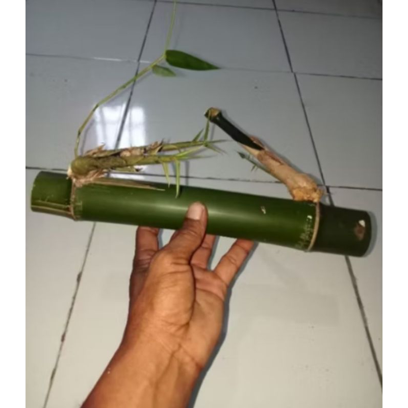bambu petuk asli dari alam Purwo