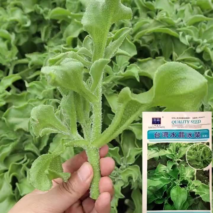 Benih Biji Sayur Salju Crystal Ice Lettuce Cristalinaice Peng Choi 400 Biji F1 Import