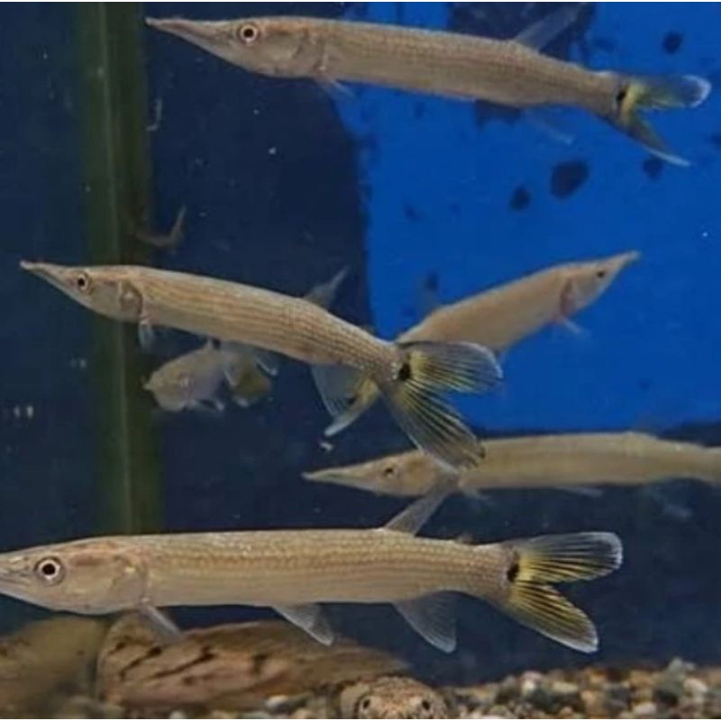 

HIASAN AQUARIUM/ HUJETA GAR UKURAN 9-10 CM