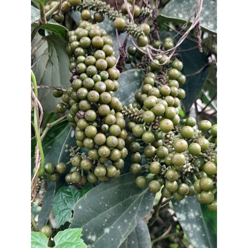 

buah rinu kemukus/tua langsung dari pohonya kualitas bagus press siap kirim 1kg