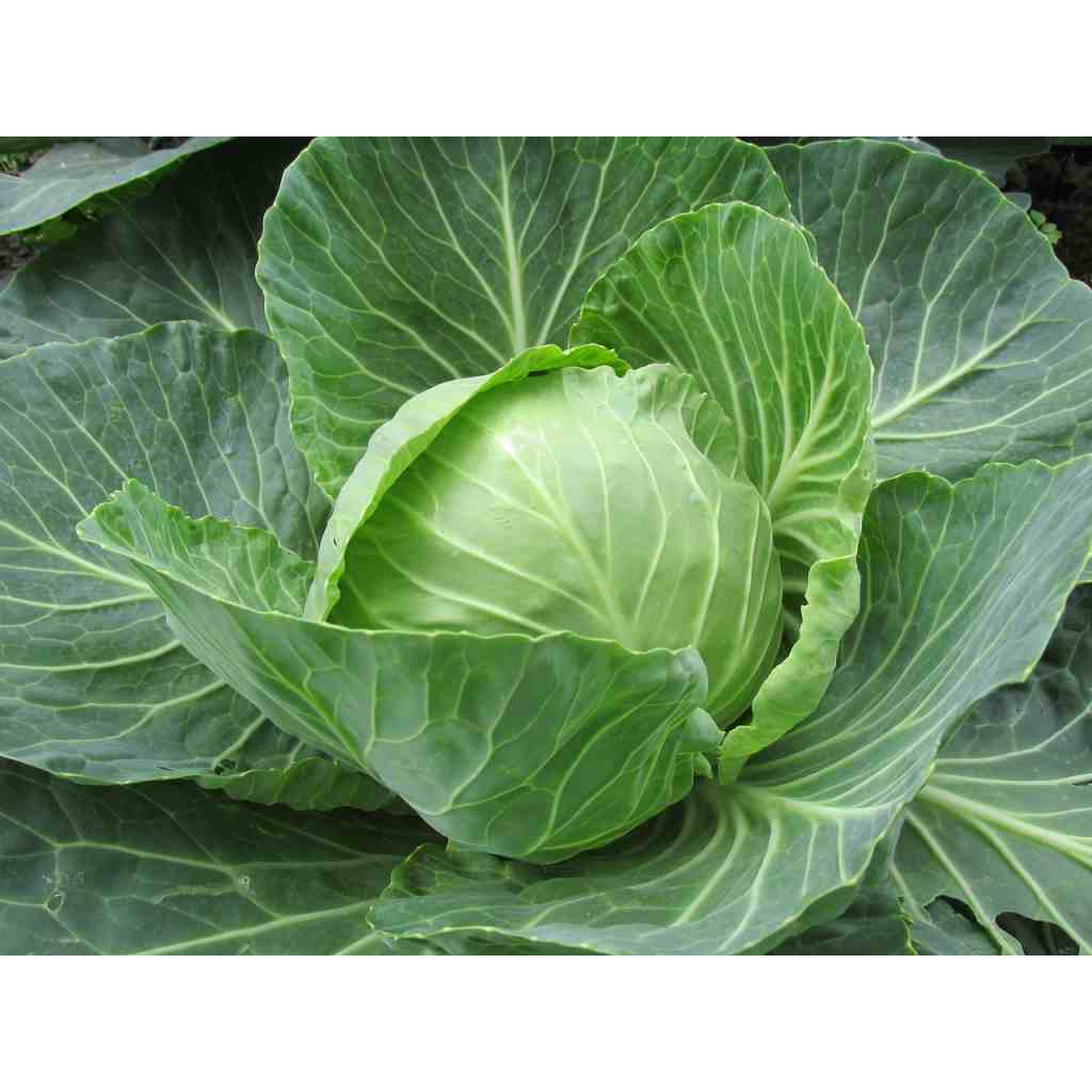 

Green Earth - Bibit Benih Biji Sayur Kol Kubis Hijau - Bibit Tanaman Sayur Kol Kubis Hijau - Benih Sayur Kol - COD