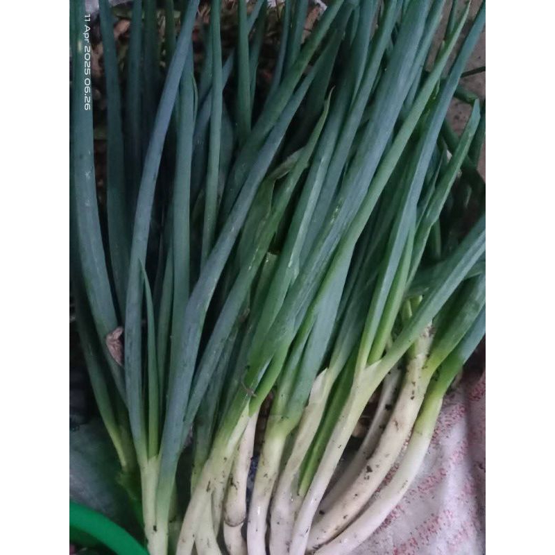 

Seledri dan bawang prai