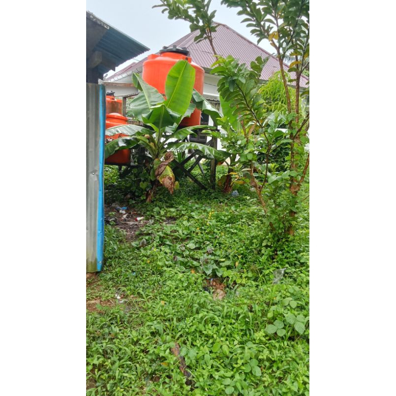 

KUNYIT BUBUK UNTUK AYAM PER 1 KG.... KALAU MAU BELI CHAT DULU YA....