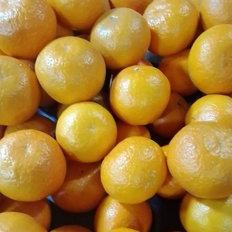 

Jeruk Mandarin ausi500g