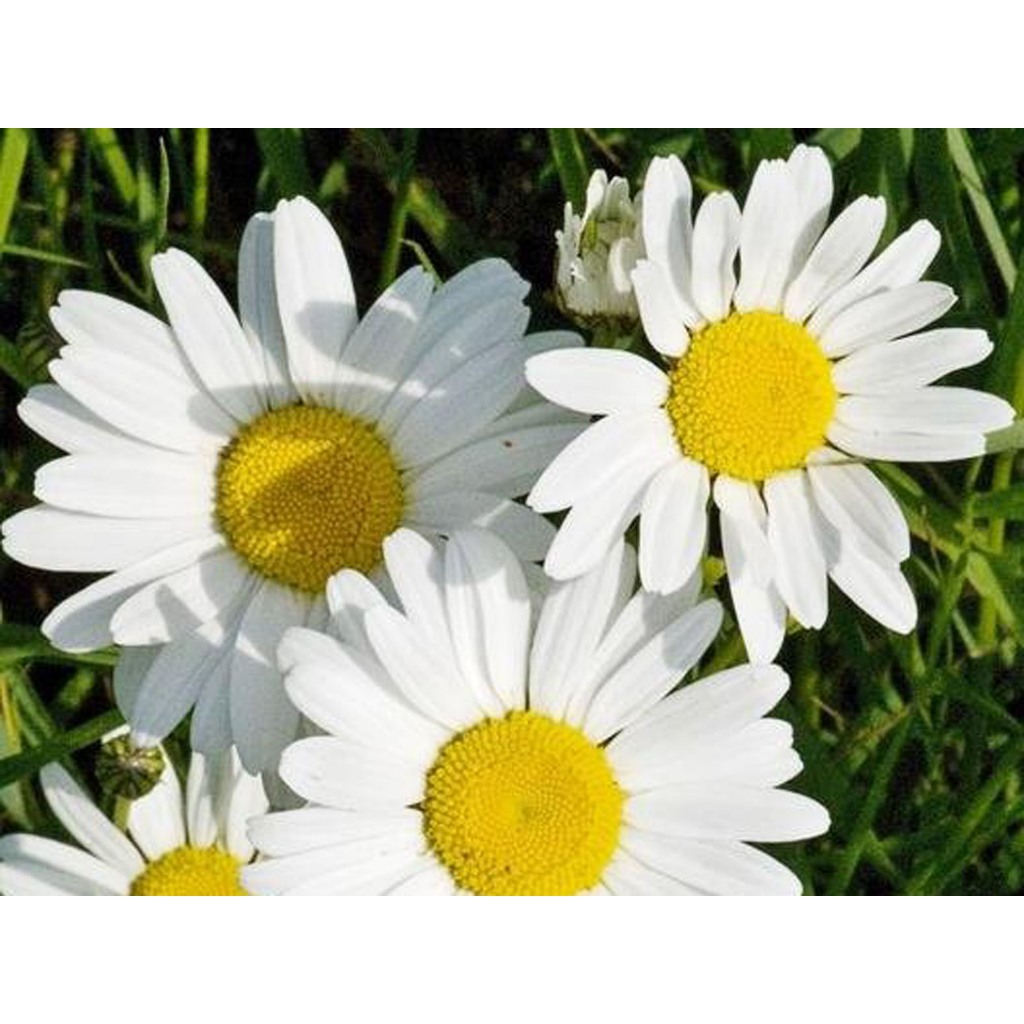 Green Earth - Bibit Benih Biji Bunga Ox Eye Daisy Beautiful White Flower-Biji Tanaman Bunga Ox Eye D