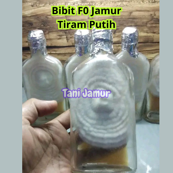 Bibit F0 Jamur Tiram Putih Berkwalitas