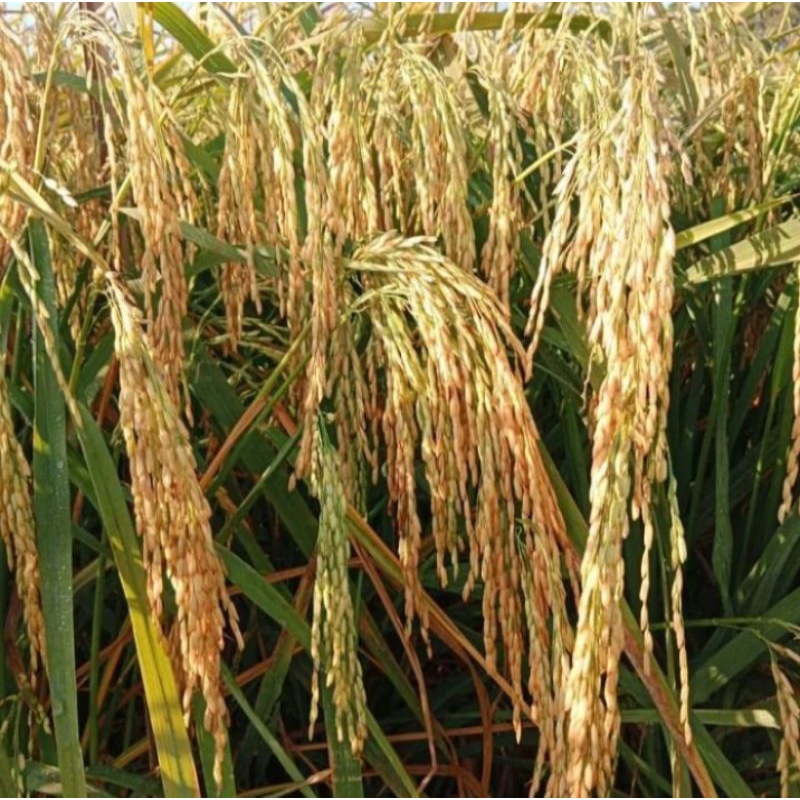 BENIH PADI VR 46 KEMASAN 5KG