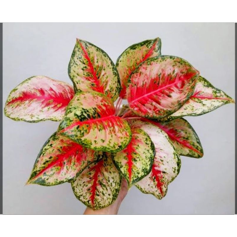 Aglonema sweet dream