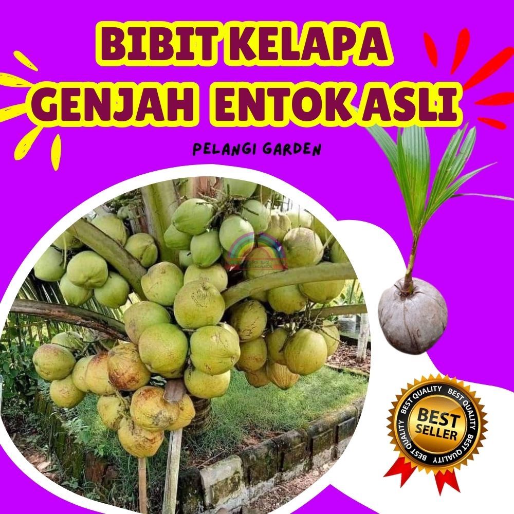 TERLARIS.. Bibit Kelapa Hijau Asli, Bibit Kelapa Hijau Hibrida