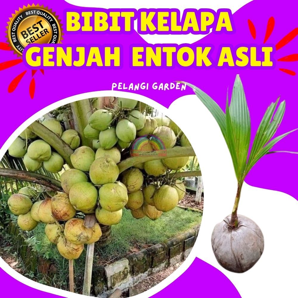KUALITAS UNGGUL.. Bibit Kelapa Kopyor Genjah, Bibit Kelapa Kuning Pendek