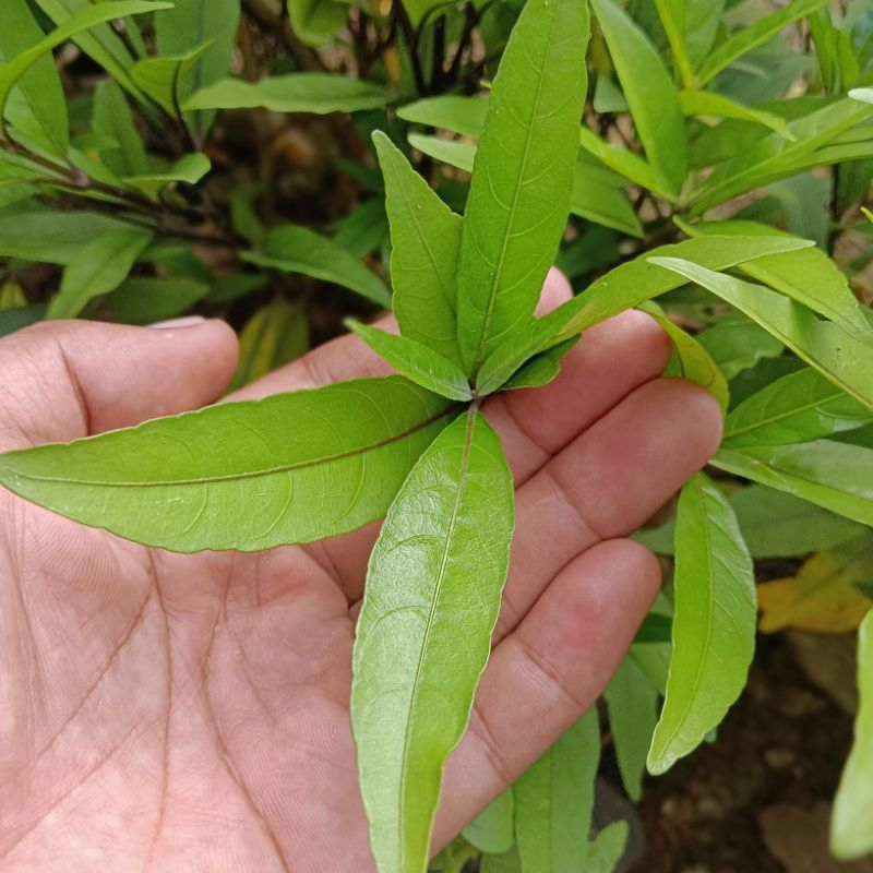 

Daun gandarusa segar fresh dipetik dadakan saat dipesan 1 kg
