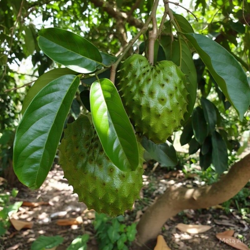 

DAUN SIRSAK SEGAR DIPETIK SAAT ORDER