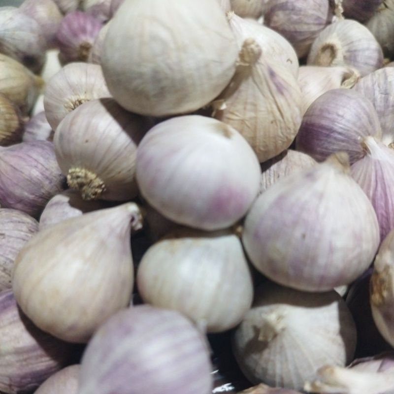 

Bawang Putih Tunggal/Bawang Lanang