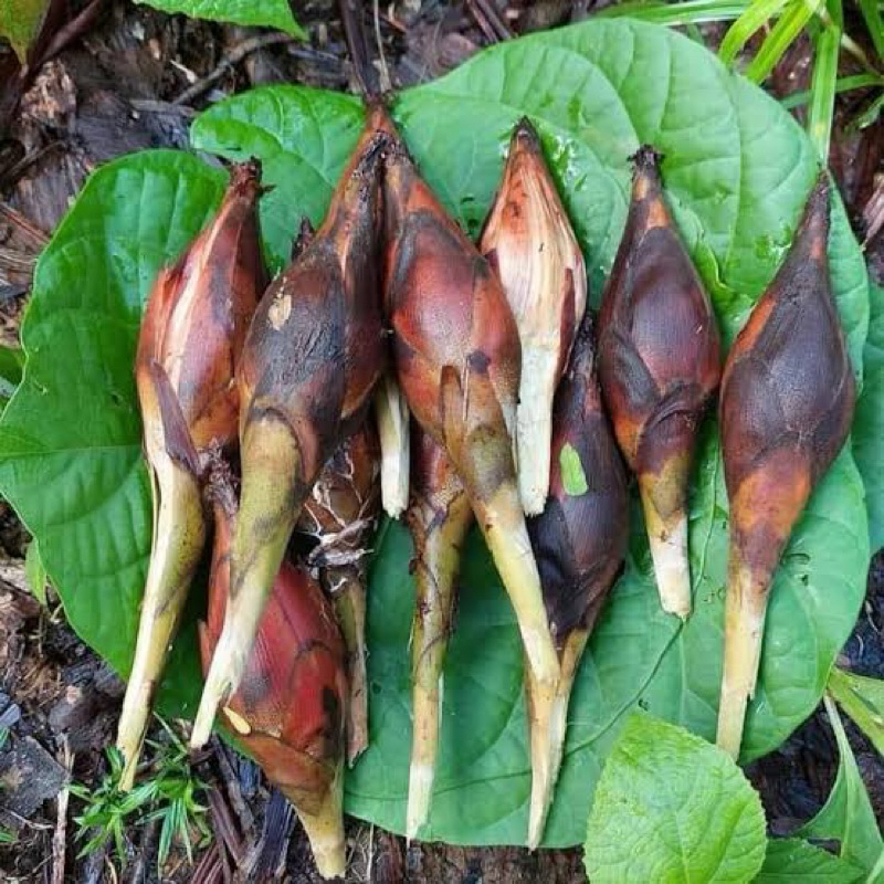 

Buah pining bawang buah galoba segar 500 gram