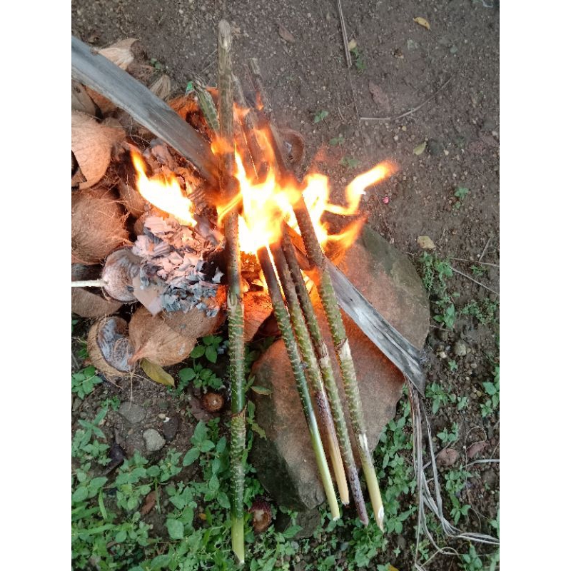 

Pakkat/Pakat/umbutrotan