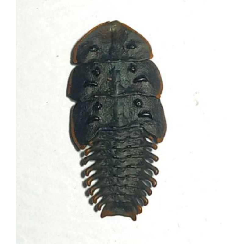 kumbang trilobita 1 ekor hidup