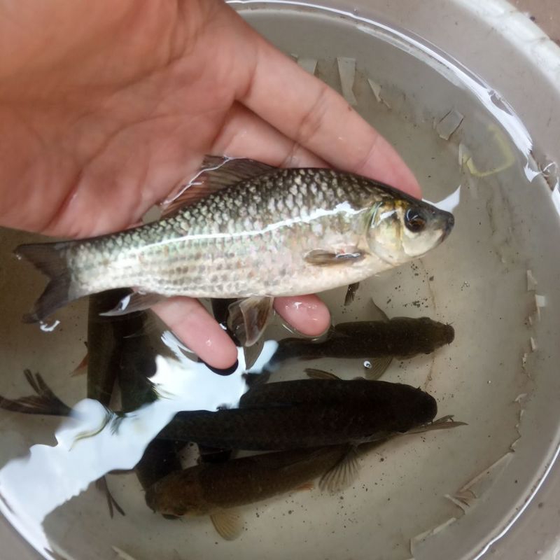 

ikan nilem/melem/were konsumsi 1kg/2kg/3kg/4kg/5kg