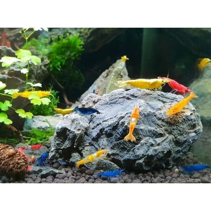 Paket Tanaman Udang Isi 10 Mix Hias Aquascape