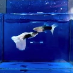 GUPPY HB WHITE RIBBON perpasang