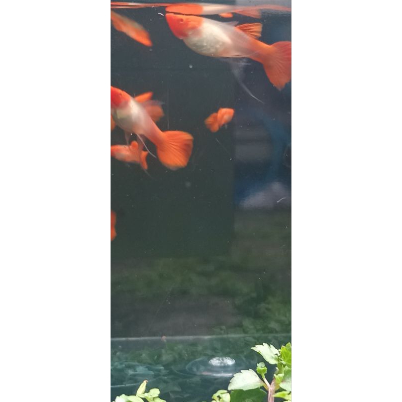 guppy albino koi ribbon long ear gen red ear,  guppy koi ribbon, guppy long ear