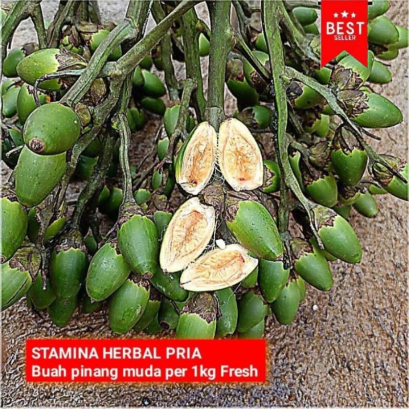 

Buah Pinang Muda Fresh segar langsung dari pohon