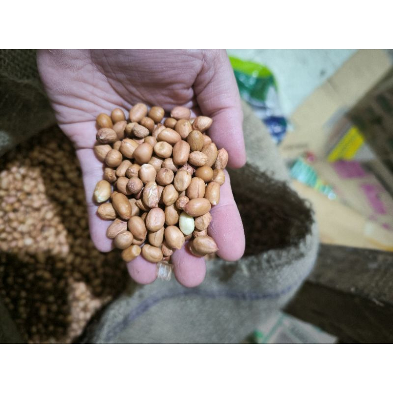 

500 Gr Kacang Tanah Mentah ( Ukuran Sedang )