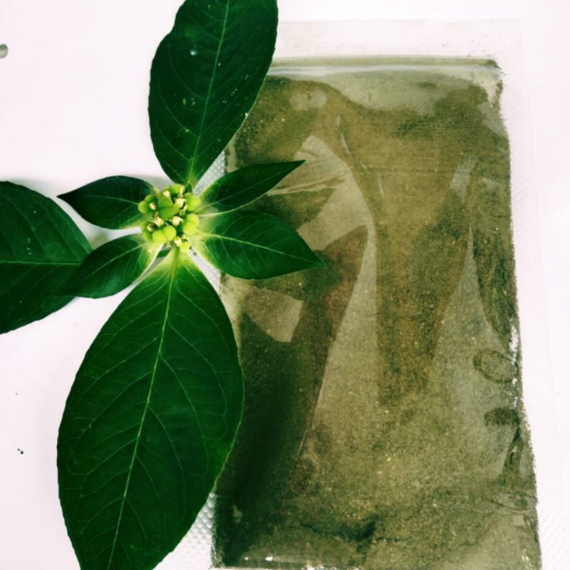 Serbuk Daun Sena herbal pelangsing Asli Tanpa campuran per 30 gram