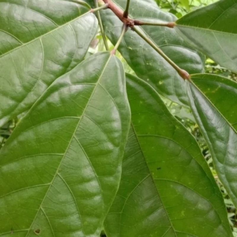 

daun hantap segar obat batu ginjal
