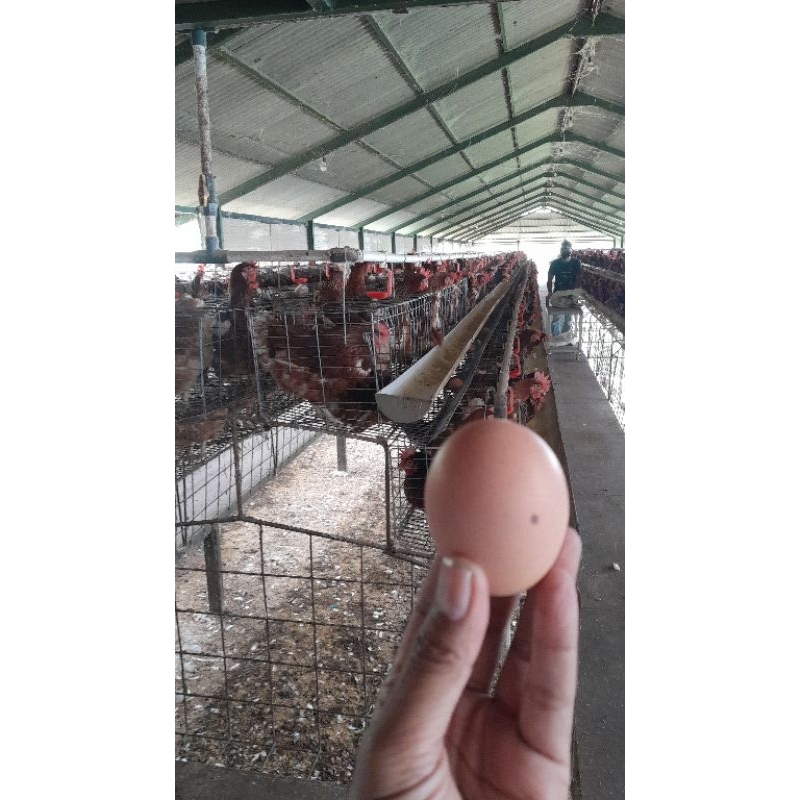 

Telur ayam negri 3kg