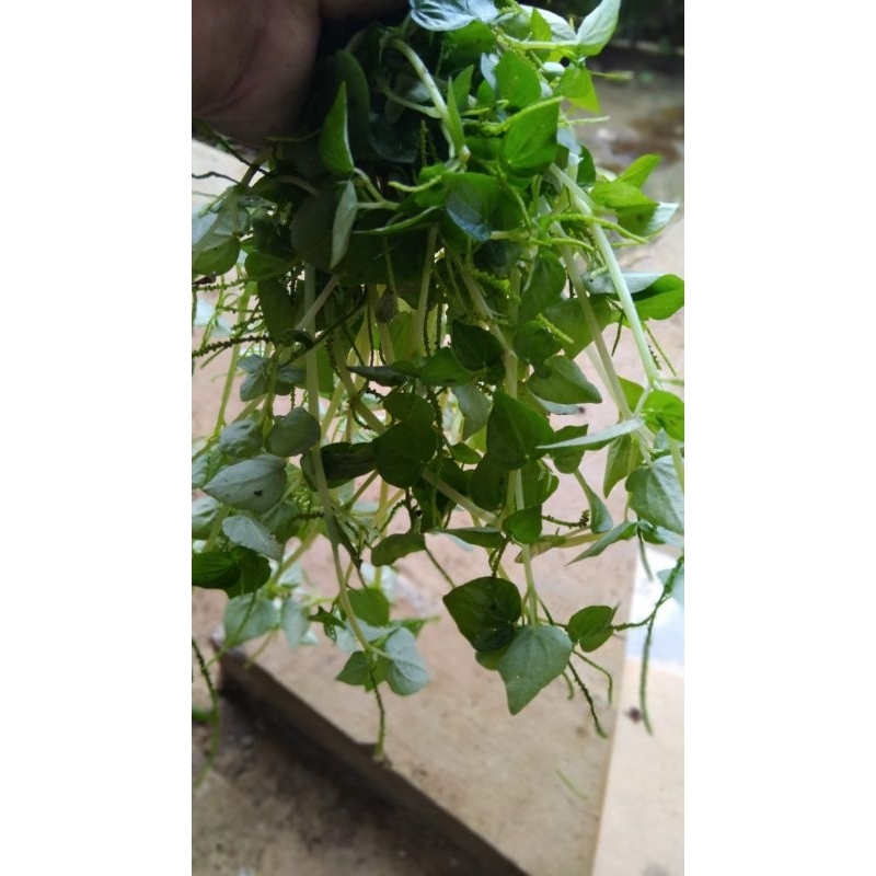 

Daun sirih cina segar berkualitas 1kg