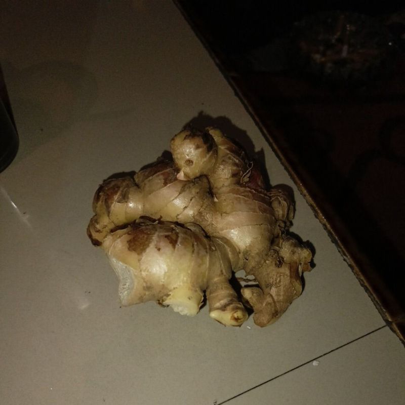 

jahe gajah fresh 1 kg