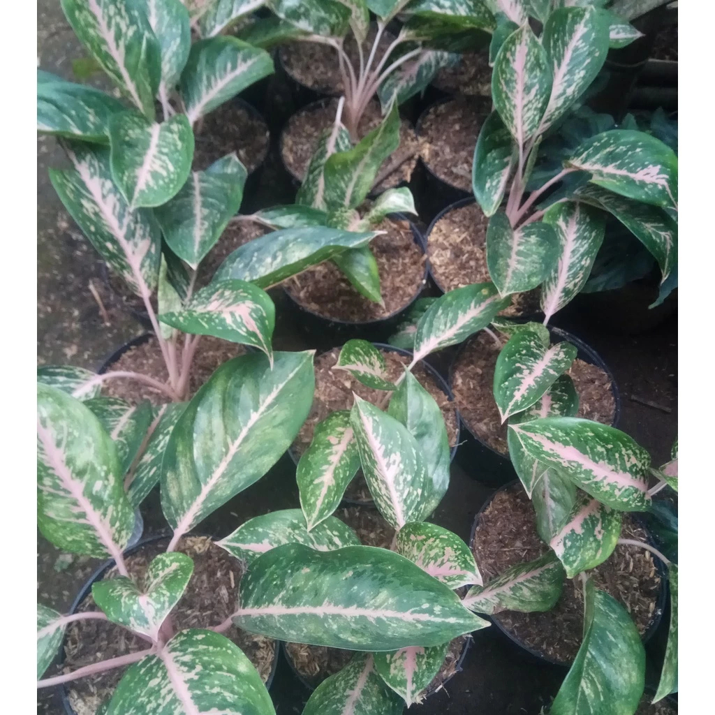 Tanaman Hias | Aglaonema Silver Bell