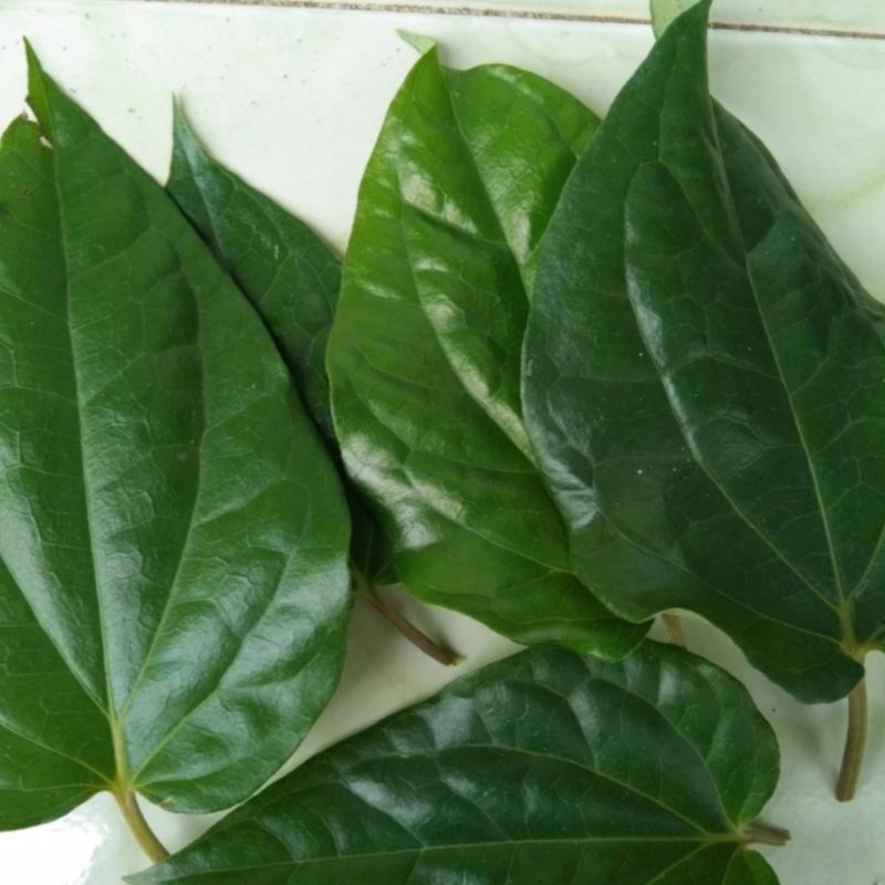 

TERBARU daun sirih hijau segar 250 gram
