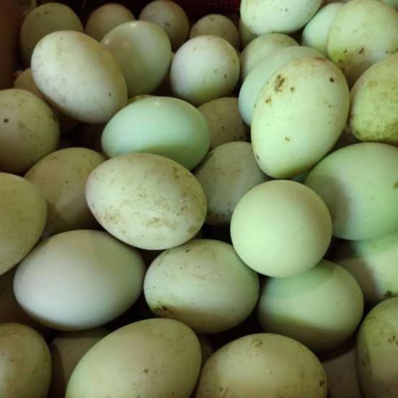 

Telur Bebek Mentah Hijau Perbutir