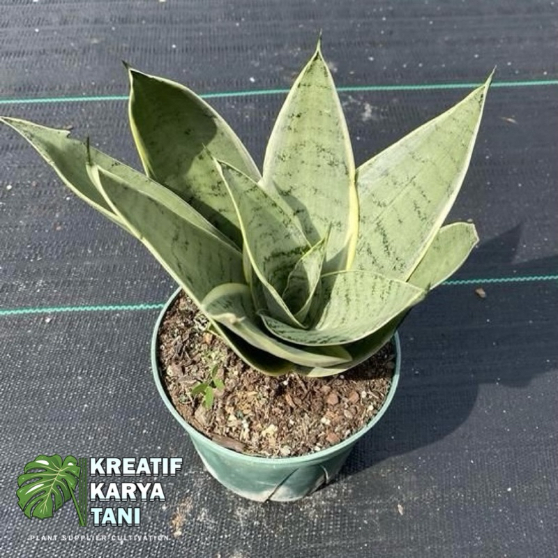 Tanaman hias sansivera mini silver - Sansivera mini silver