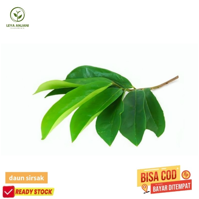 

daun sirsak segar per 100 lembar