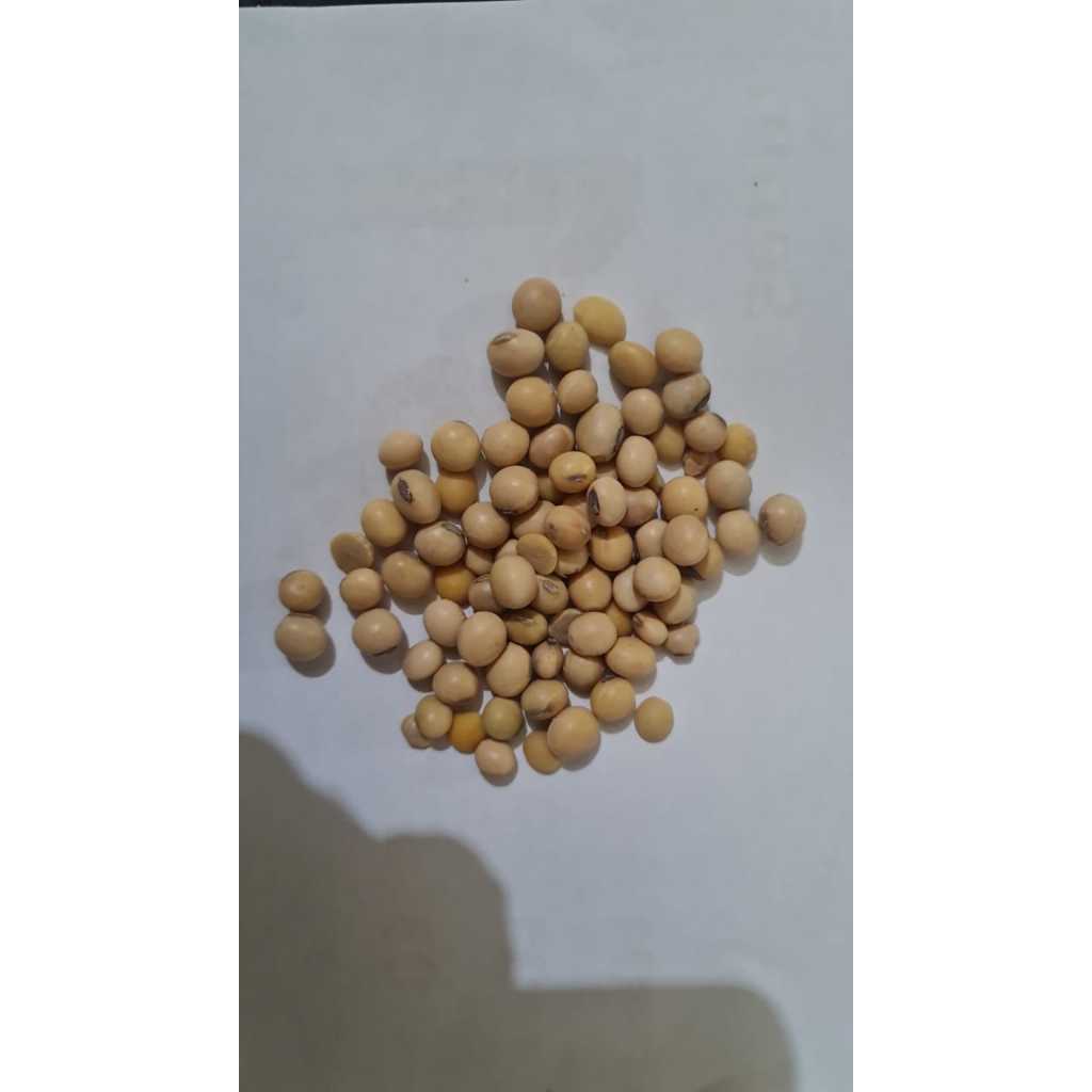 

SUKHAMART - KACANG KEDELAI MENTAH 50KG