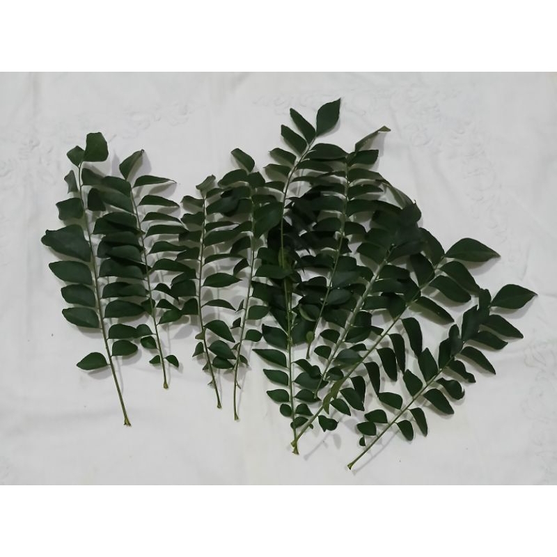 

Daun kari segar atau daun salam koja