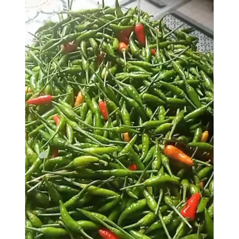 

1 KG cabe hijau cabe pedas mantap termurah mentah