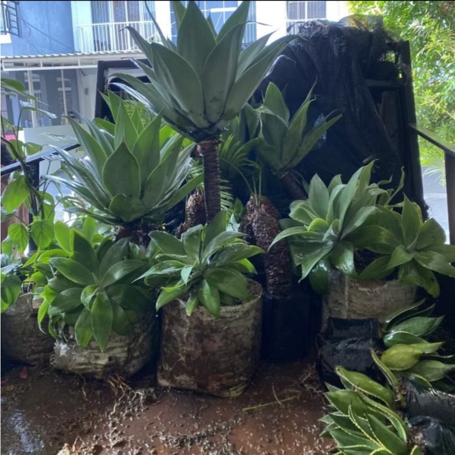 Tanaman hias siklok hijau // tanaman hias siklok