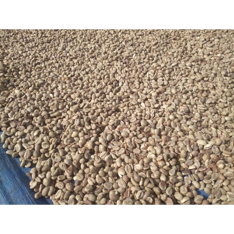 

kopi robusta petik merah