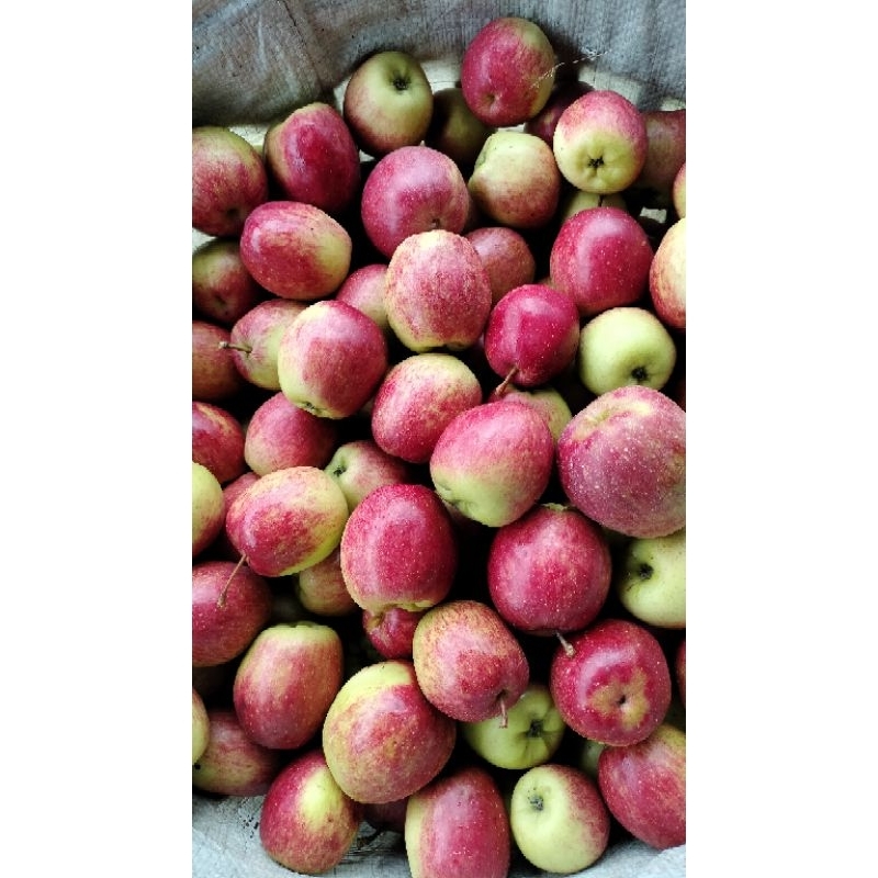 

Apel ana 1 kg